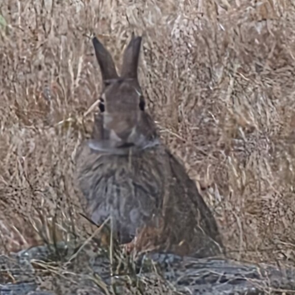 vintagerabbits